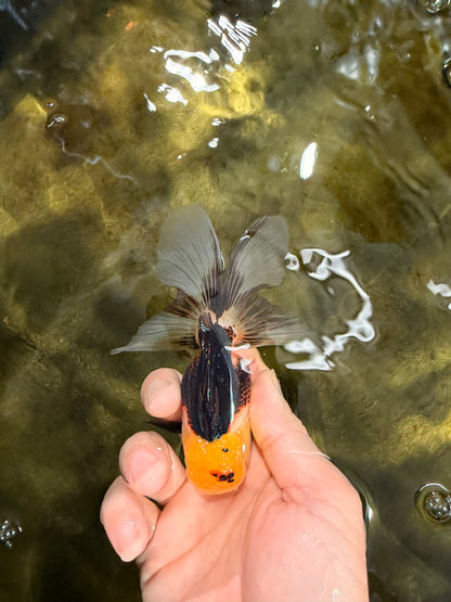 [SINGLE] Tricolor Male 4-4.5 inches #103125SO_03