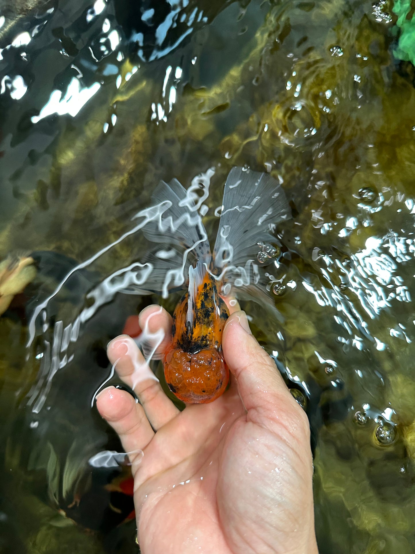 [SINGLE] Tiger Oranda Male 4.5 inches #091925SO_06