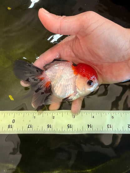 [SINGLE] Tricolor Oranda Female 4-4.5 inches #041026SO_06