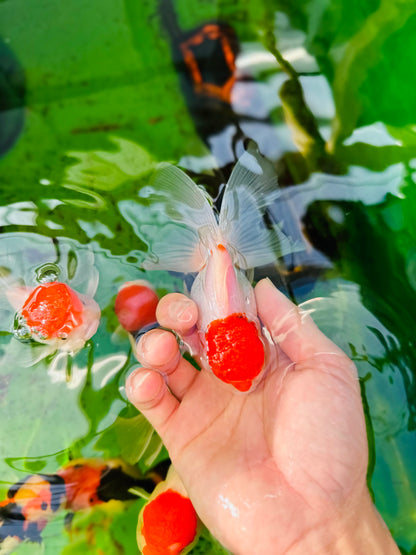 [SINGLE] Red Cap Oranda Female size 4.5 inches #112224SO_11