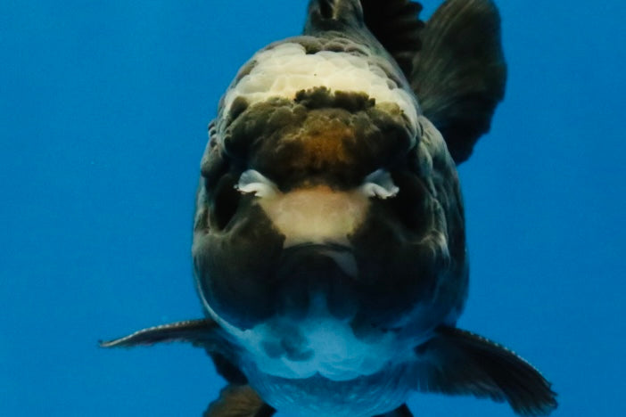 [SINGLE] Panda Oranda Male 4-4.5 inches #040326SO_06
