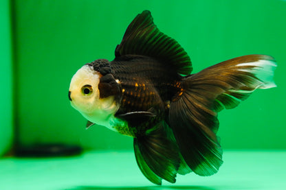 [SINGLE] Panda Oranda Male 4.5 inches #090525SO_02