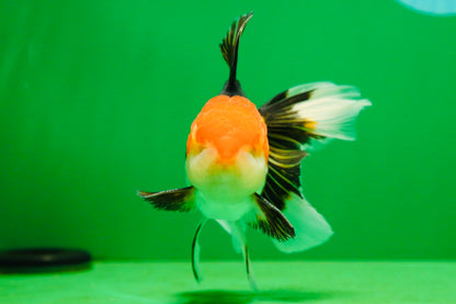 [SINGLE] Tricolor Oranda Male 4.5-5 inches #080125SO_16