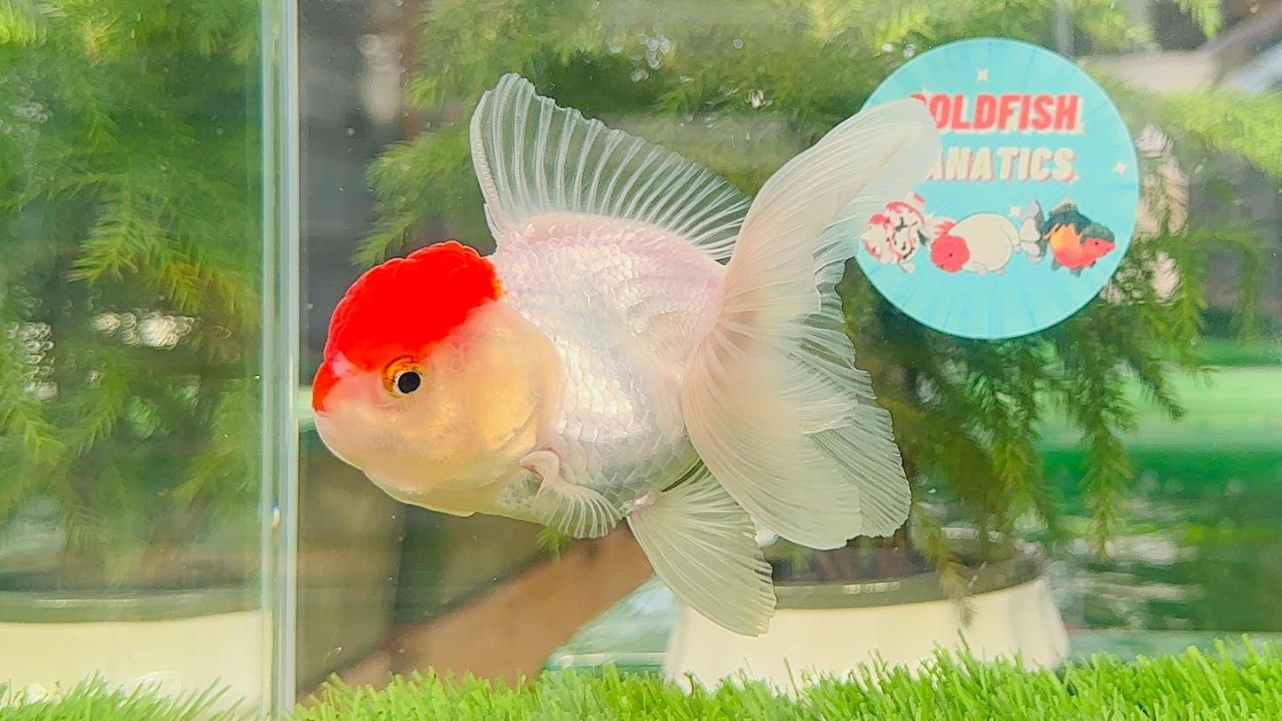 [SINGLE] Red Cap Oranda Female size 4.5 inches #112224SO_14