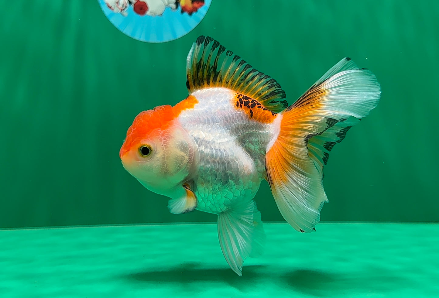 [SINGLE] Tricolor Oranda Female 4.5-5 inches #070425SO_04