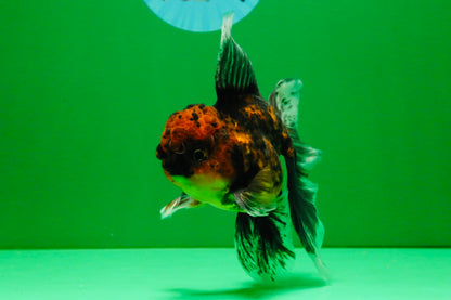 [SINGLE] Tiger Oranda Male 5 inches #112125SO_01
