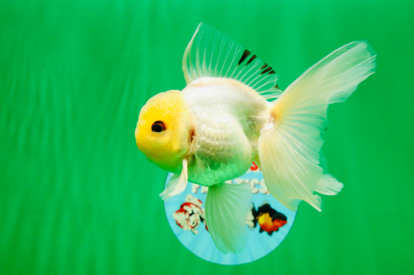 [SINGLE] White Male Oranda 5 inches #080125SO_05