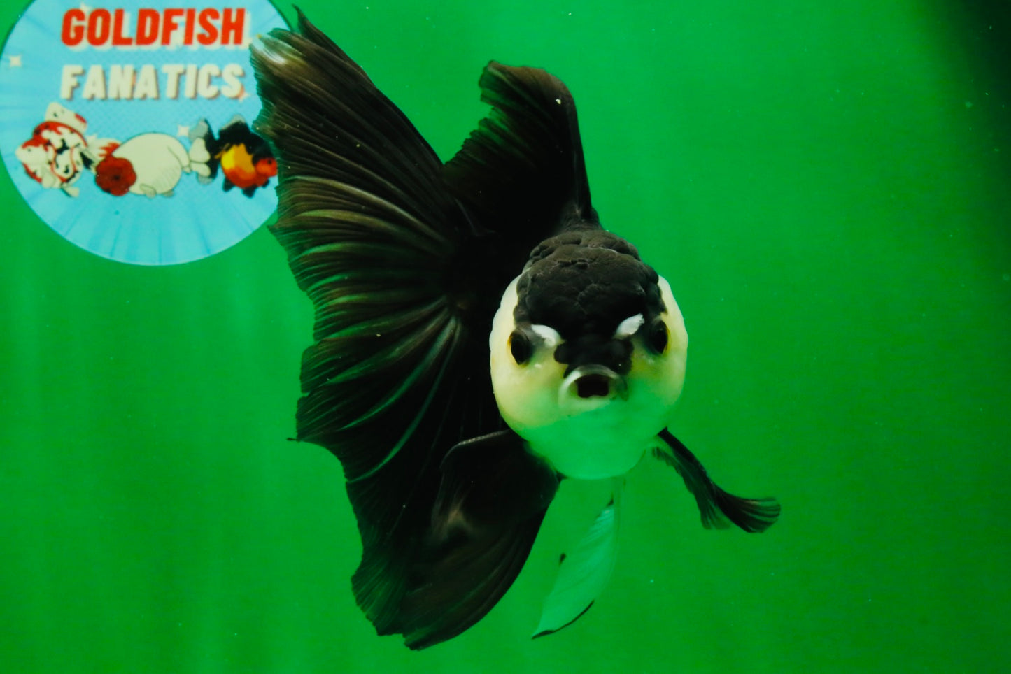 [SINGLE] Panda Oranda Male 5.5-6  inches #121925SO_02