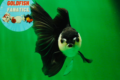 [SINGLE] Panda Oranda Male 5.5-6  inches #121925SO_02