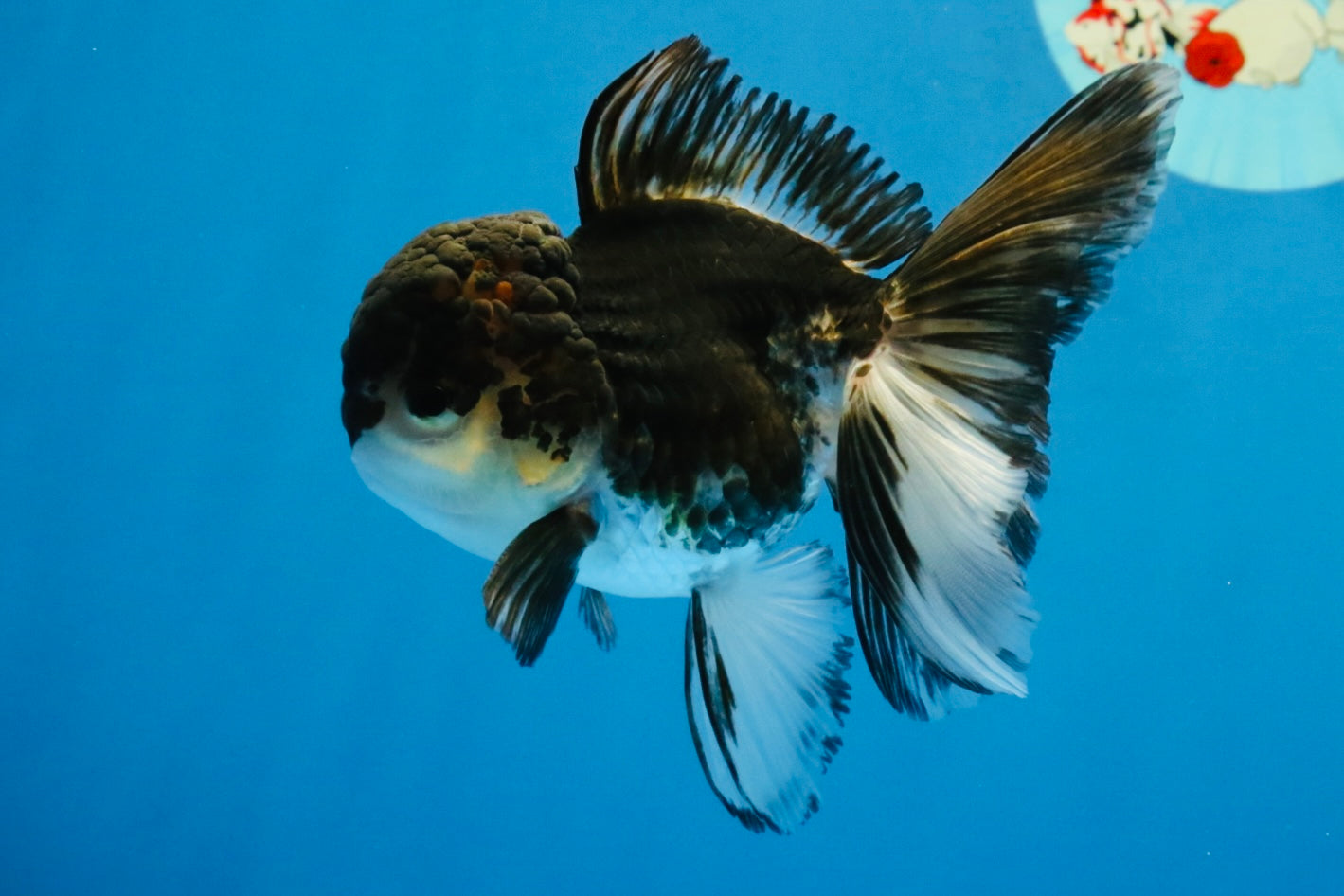 [SINGLE] Tricolor Oranda Male 4-4.5 inches #041726SO_01