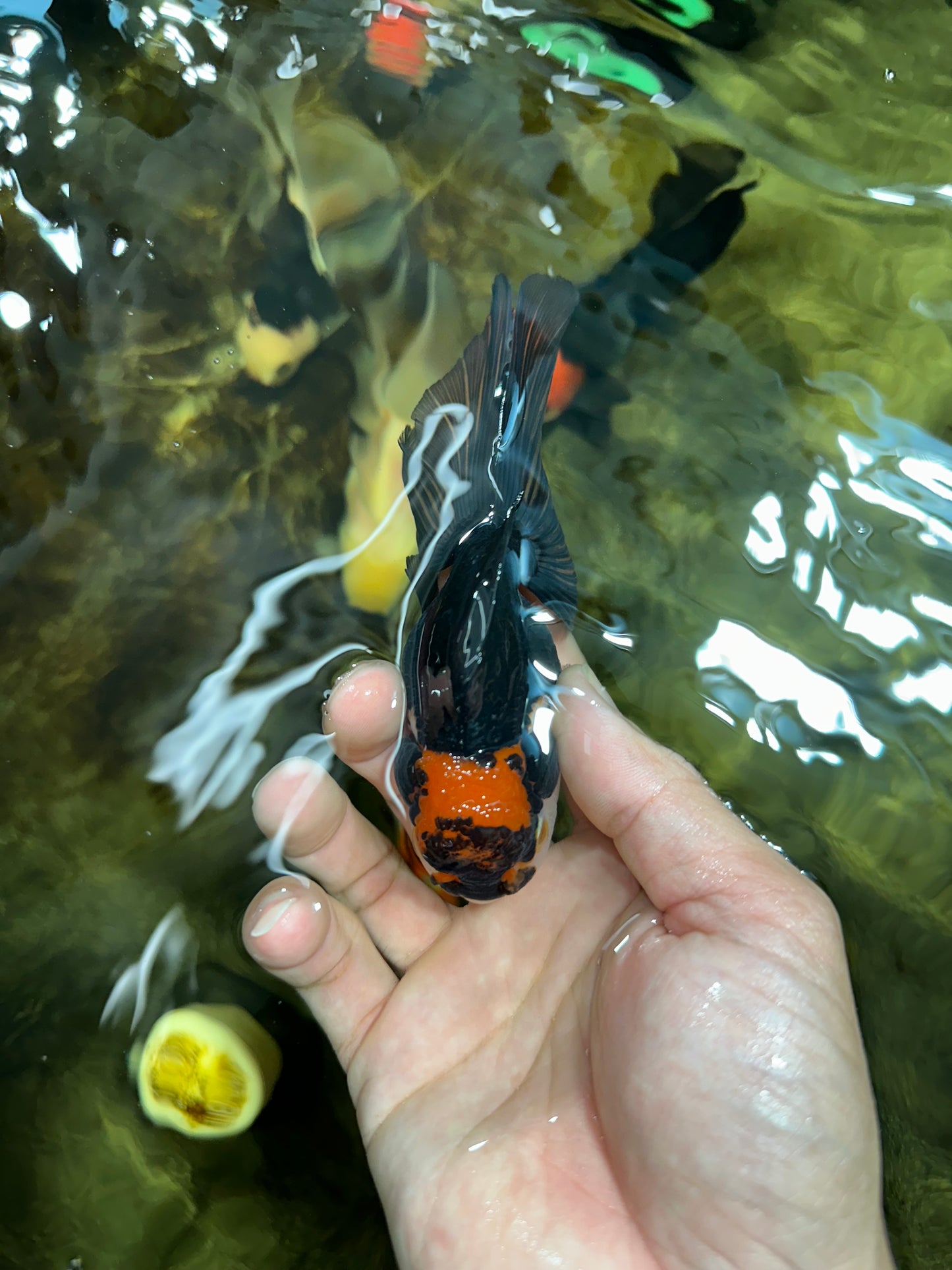 [COUPLE] Red White Male & Tricolor Female Oranda 4-4.5 inches #101025CO_08