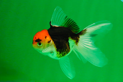 [SINGLE] Tricolor Oranda Female 4-4.5 inches #111425SO_04