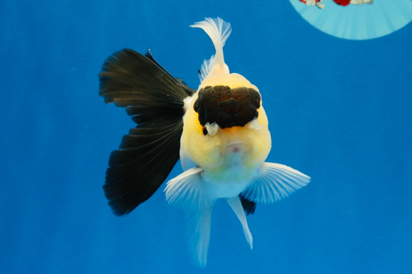 [SINGLE] Panda Oranda Male 4-4.5 inches #022726SO_09
