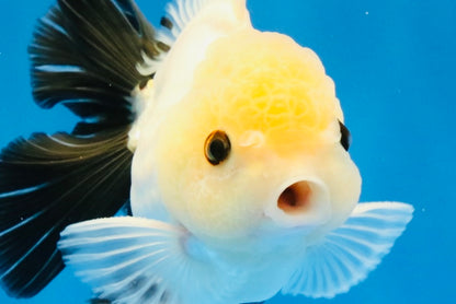 [SINGLE] Panda Button Eyes Oranda Male 4.5 inches #032026SO_10