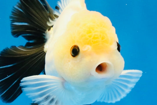 [SINGLE] Panda Button Eyes Oranda Male 4.5 inches #032026SO_10