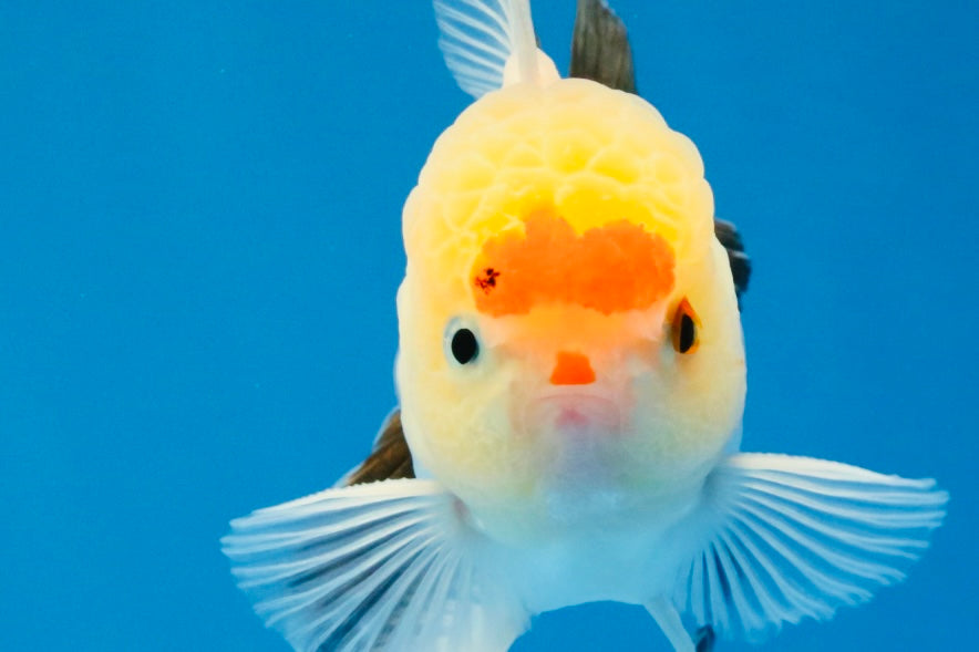 [SINGLE] Tricolor Oranda Male 4 inches #040326SO_07