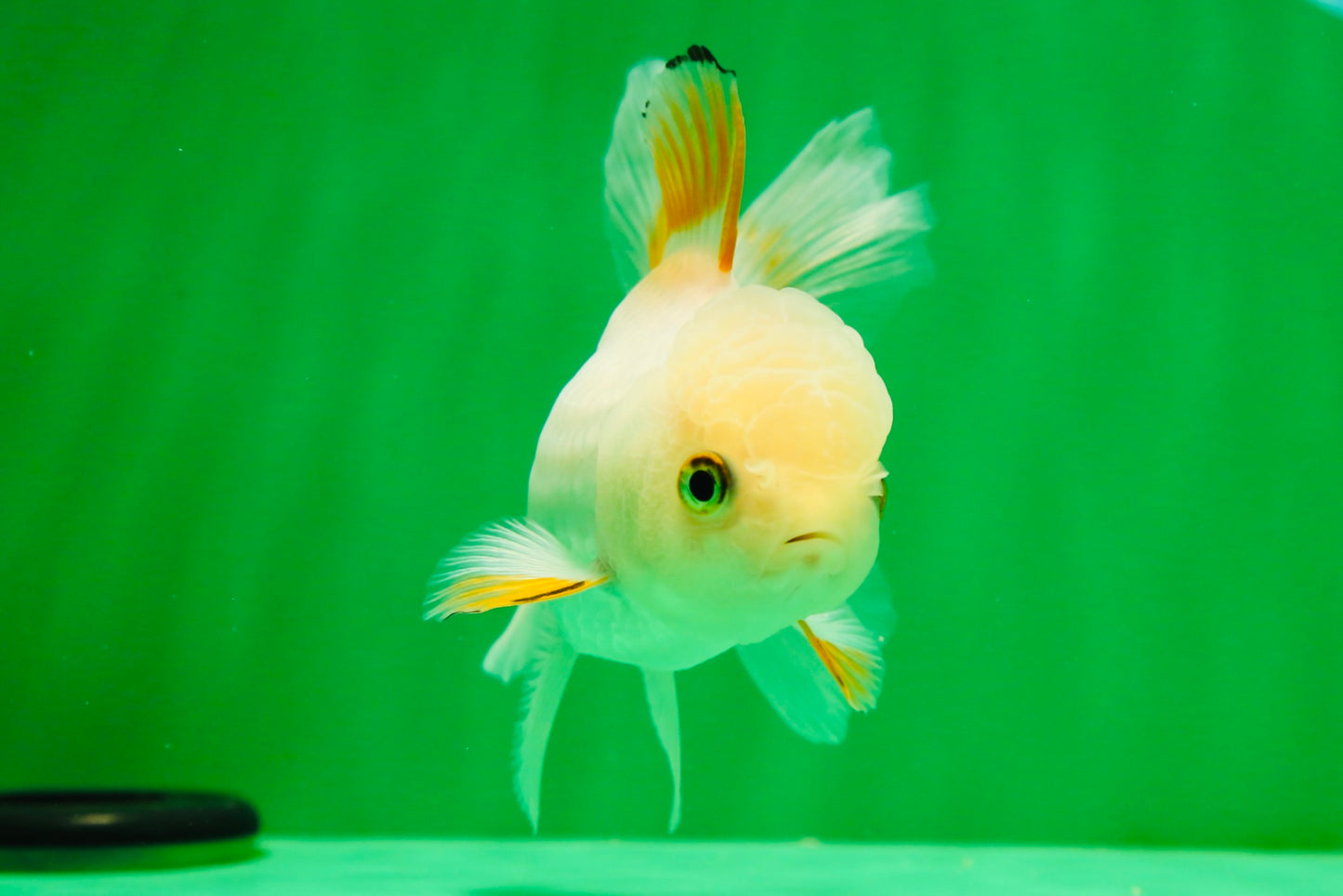 [SINGLE] Orange White Beauty Oranda Female 4.5 inches #041125_07