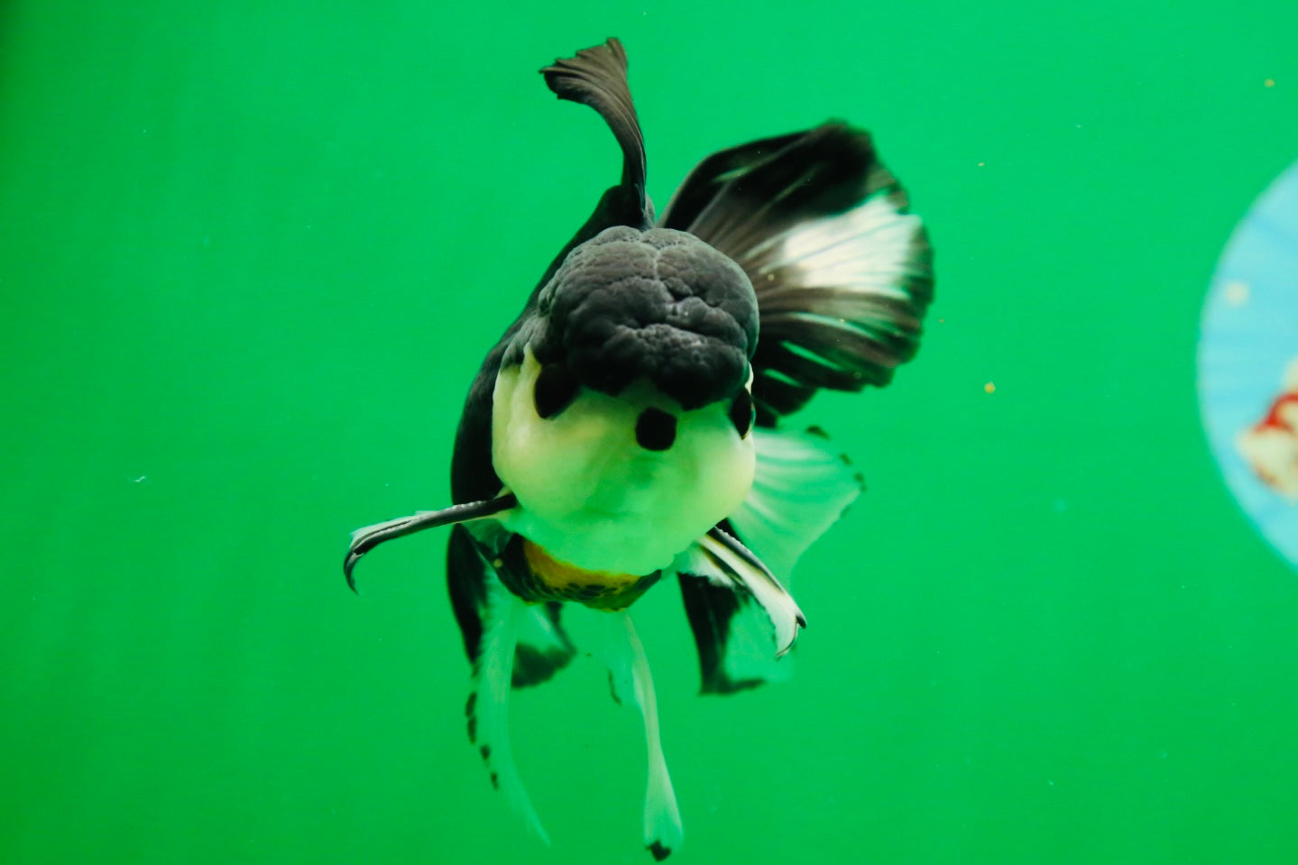 [SINGLE] Panda Button Eyes Oranda Male 4.5 inches #080825SO_06