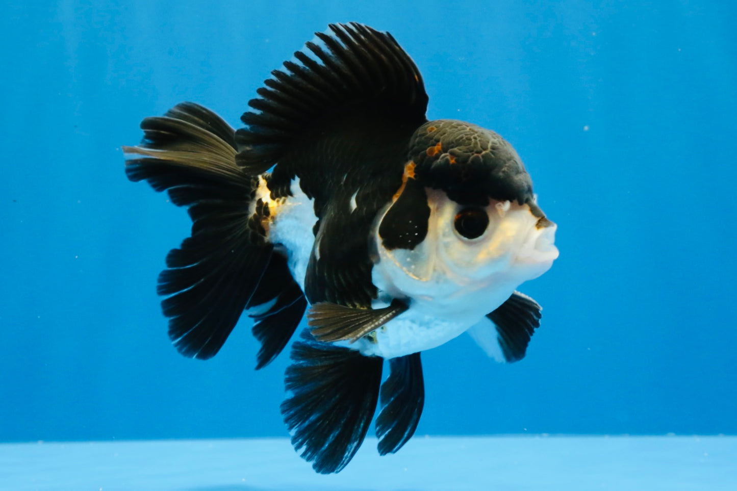 [SINGLE] Tricolor Oranda Male 4.5 inches #022726SO_03