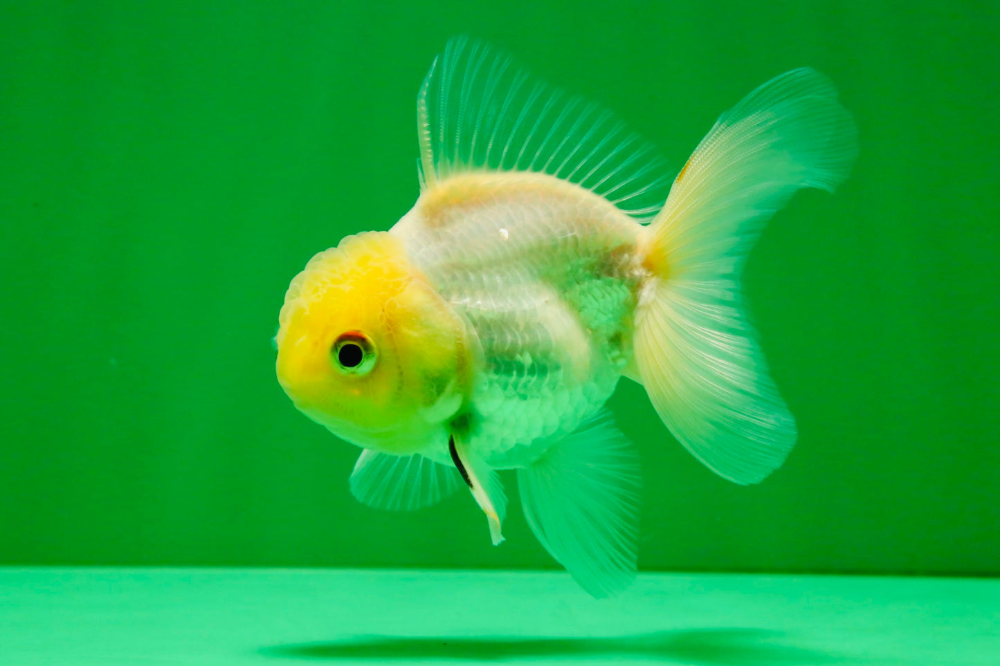 [SINGLE] White Male Oranda 4 inches #101025SO_10