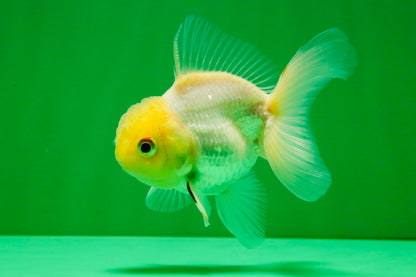 [SINGLE] White Male Oranda 4 inches #101025SO_10
