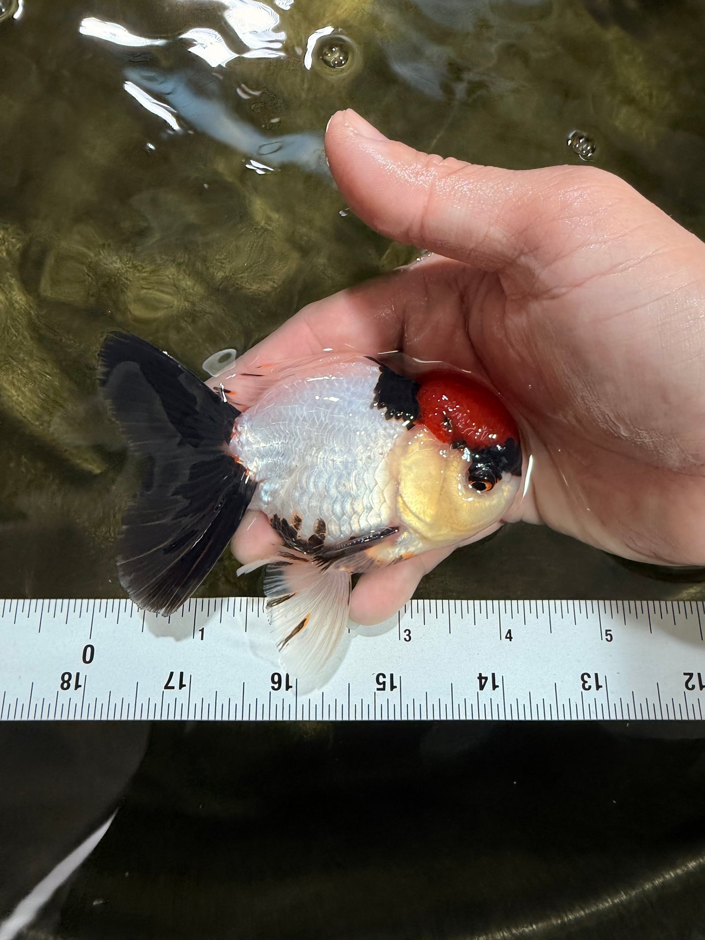 [SINGLE] Tancho Tricolor Oranda Male 4-4.5 inches #031326SO_05