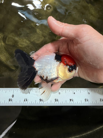 [SINGLE] Tancho Tricolor Oranda Male 4-4.5 inches #031326SO_05
