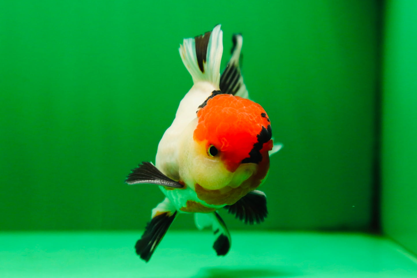 [SINGLE] Tricolor Oranda Male 4.5-5 inches #081525SO_02