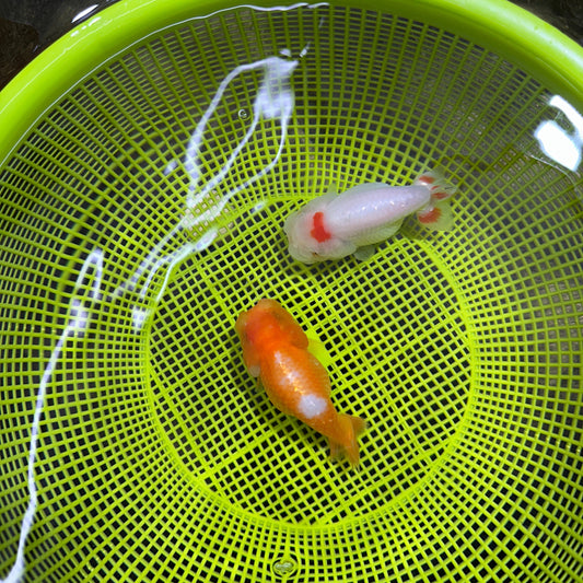[COUPLE] Red White Male & Orange Female 3-3.5 inches #050225CL_12