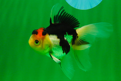[SINGLE] Tricolor Male Oranda 4.5-5 inches #101025SO_11