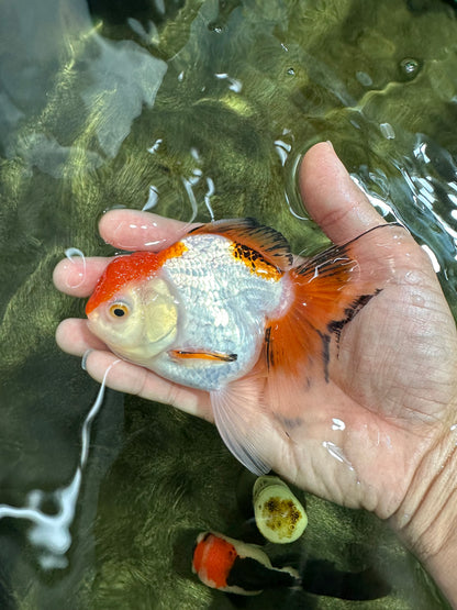 [SINGLE] Tricolor Oranda Female 4.5-5 inches #070425SO_04