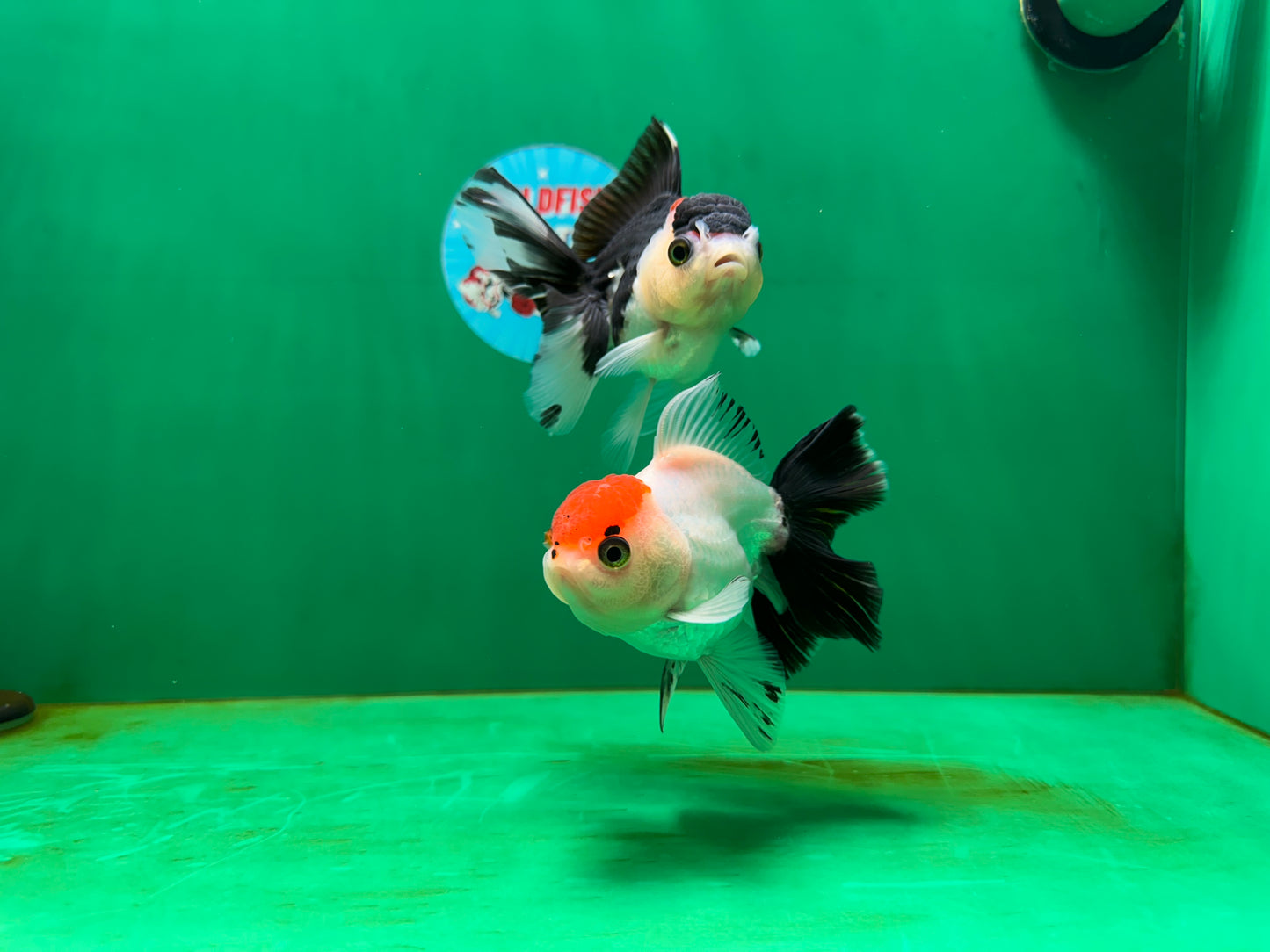 [COUPLE] Red Head Male & Tricolor Button Eyes Female Oranda 4 inches #052325CO_07
