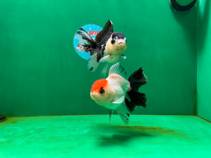 [COUPLE] Red Head Male & Tricolor Button Eyes Female Oranda 4 inches #052325CO_07