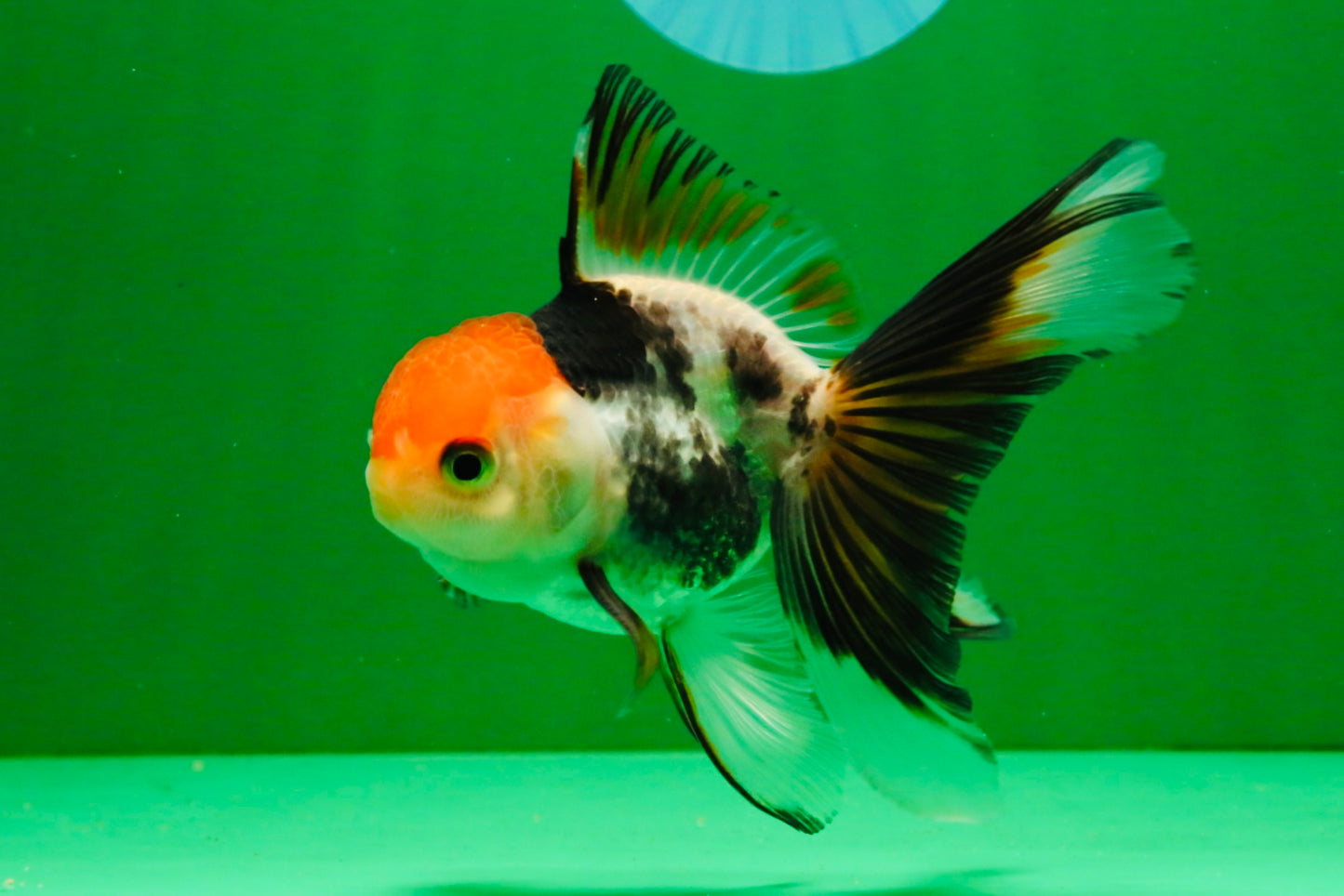 [SINGLE] Tricolor Oranda Male 4-4.5 inches #111425SO_02