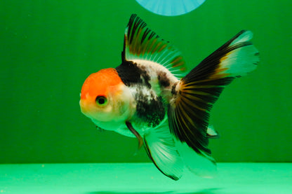 [SINGLE] Tricolor Oranda Male 4-4.5 inches #111425SO_02
