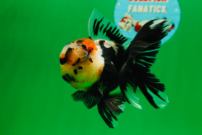 [SINGLE] Tricolor Oranda Male 4.5 inches #082225SO_01