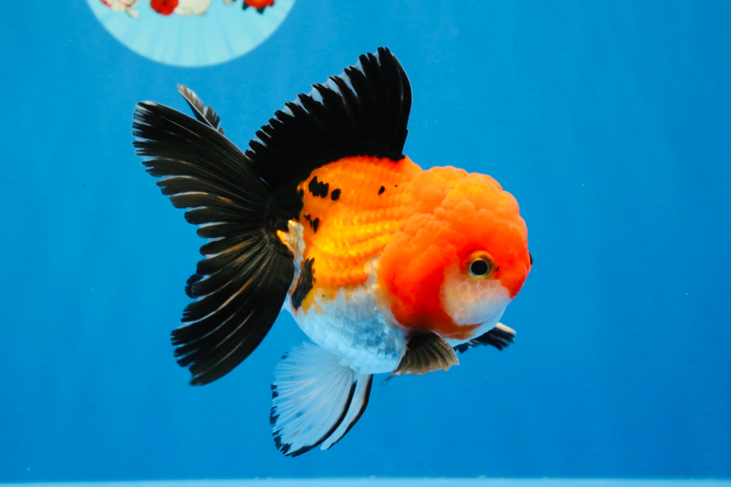 [SINGLE] Tricolor Oranda Male 4-4.5 inches #022726SO_04