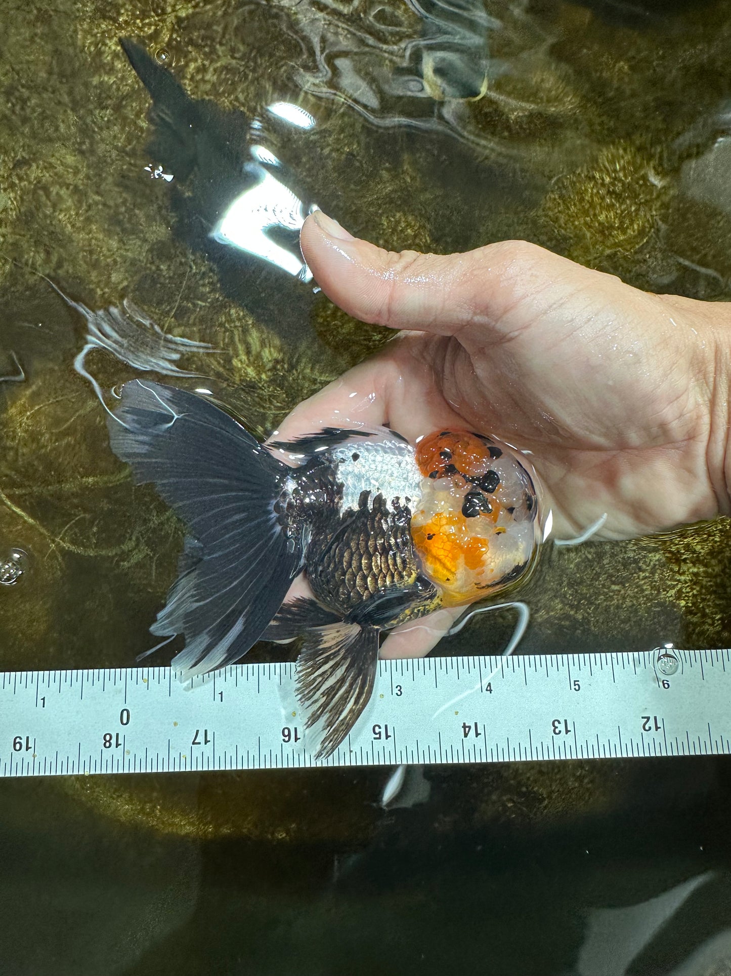 [SINGLE] Tricolor Oranda Male 4.5 inches #082225SO_01