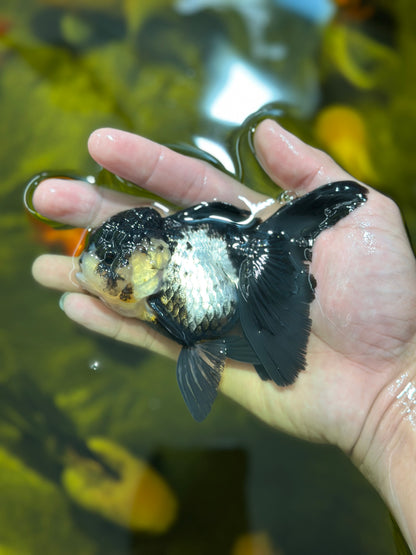 [SINGLE] Panda Oranda Female 4 inches #112924SO_17