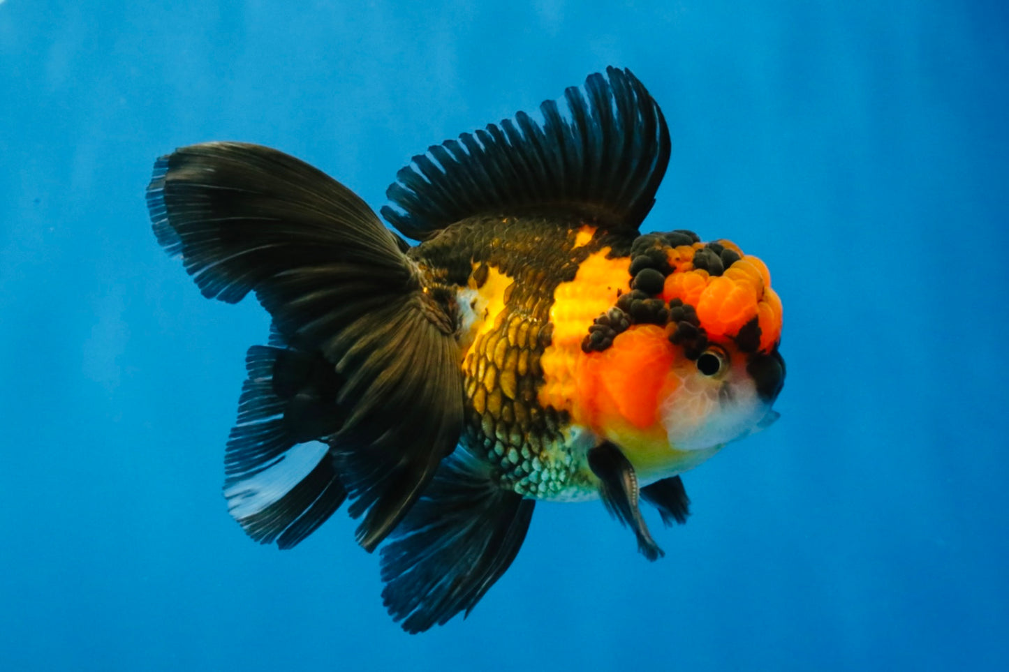 [SINGLE] Tricolor Oranda Male 4.5 inches #040326SO_09