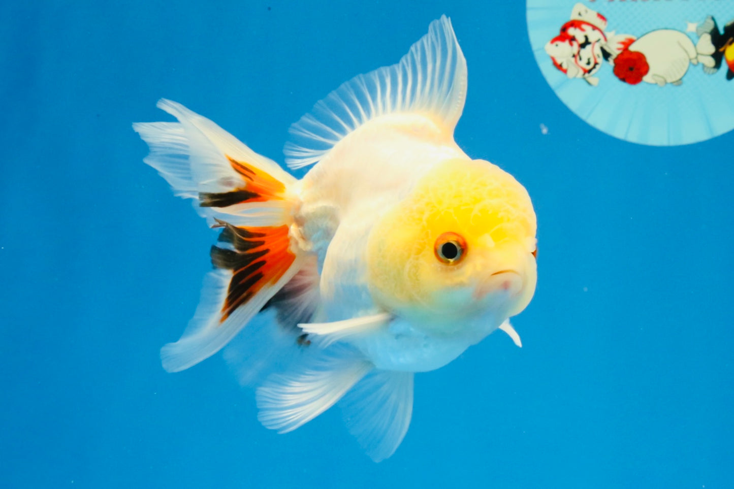 [SINGLE] Tricolor Oranda Male 4.5 inches #031326SO_09