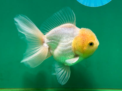 [SINGLE] White Oranda Male 4.5 inches #060625SO_03