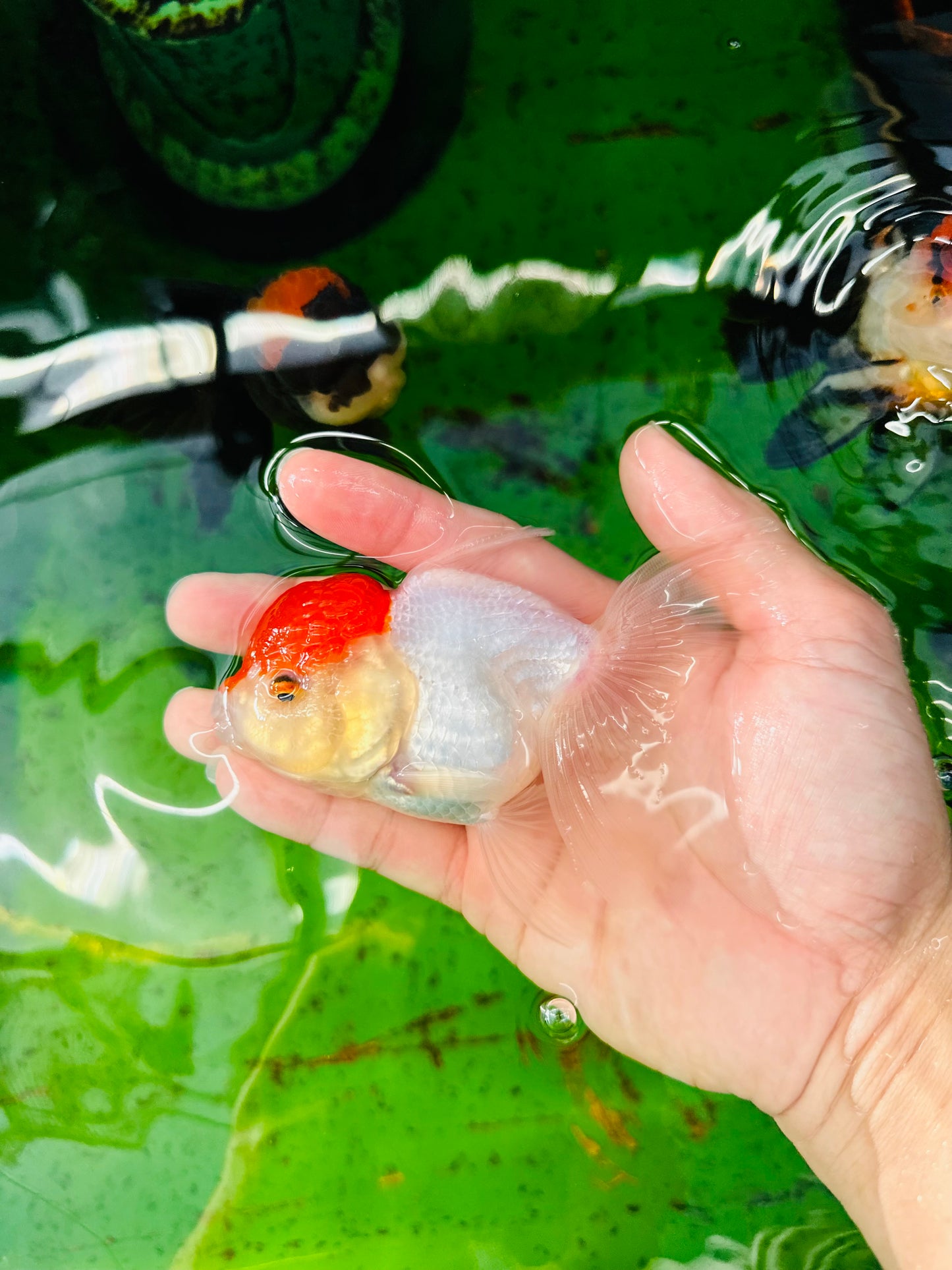 [SINGLE] Red Cap Oranda Female size 4.5 inches #112224SO_14