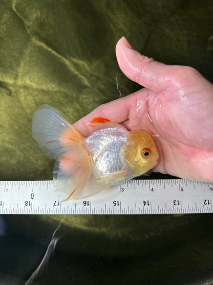 [COUPLE] Tricolor Female & White Male Oranda 4-4.5 inches #050225CO_06