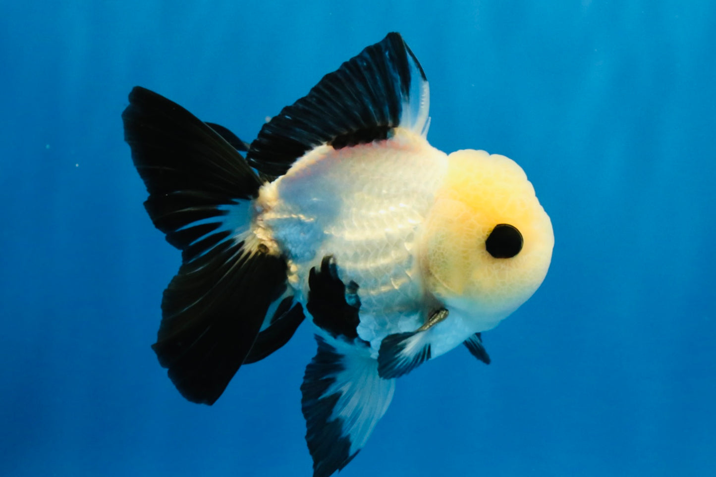 [SINGLE] Panda Oranda Male 4-4.5 inches #040326SO_04
