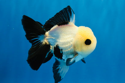 [SINGLE] Panda Oranda Male 4-4.5 inches #040326SO_04