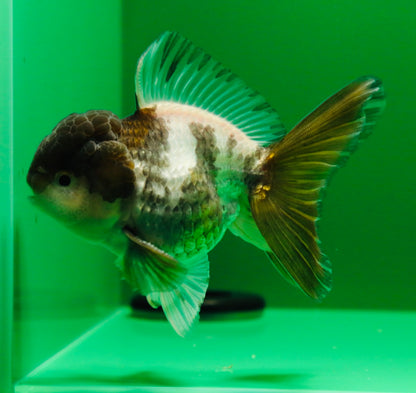 [SINGLE] Panda Oranda Male 4 inches #013125SO_18