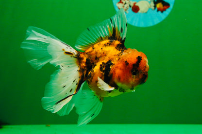 [SINGLE] Tiger Oranda Male 4.5 inches #091925SO_06