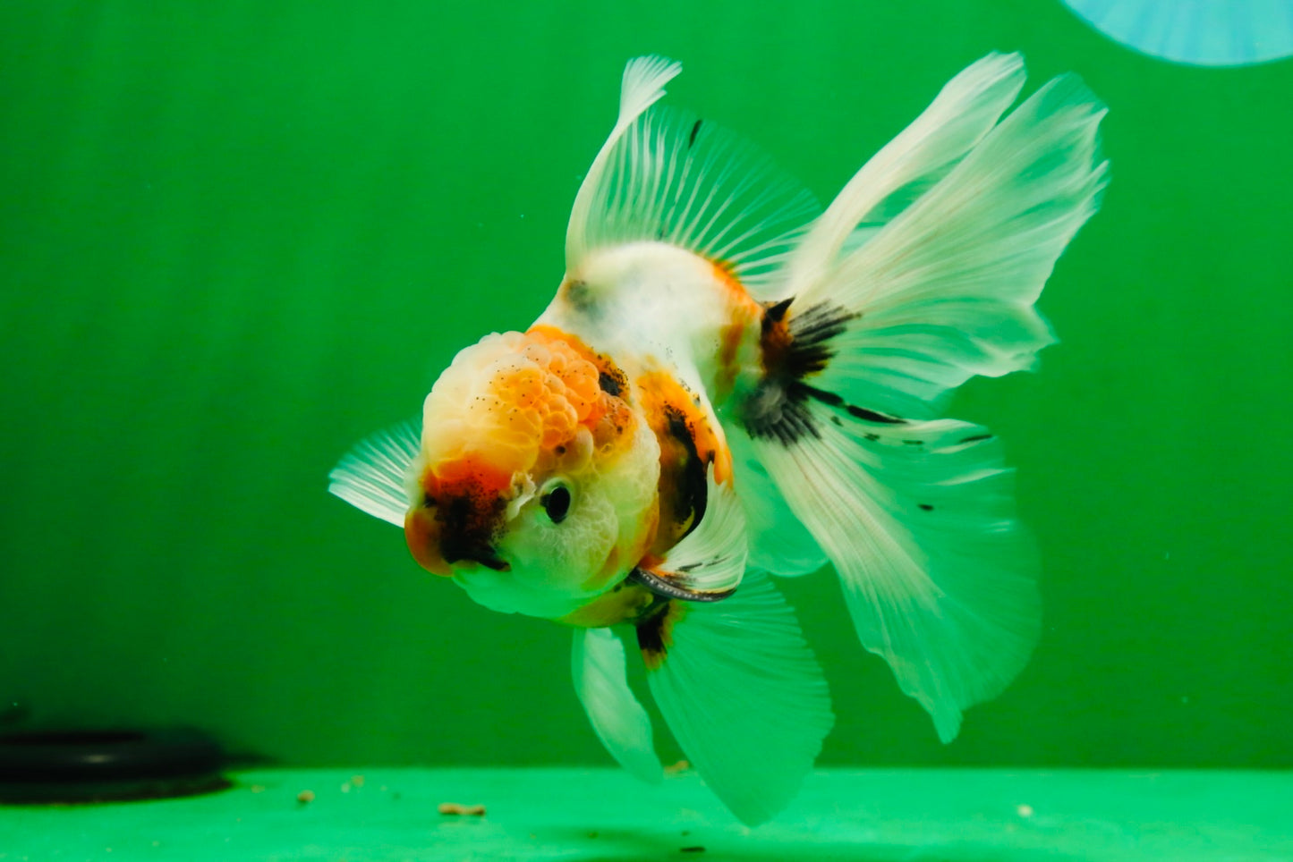 [SINGLE] Calico Oranda Male 4.5-5 inches #091925SO_08