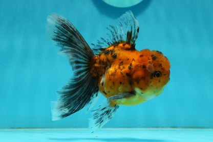 [SINGLE] Tiger Oranda Male 4.5 inches #112924SO_15